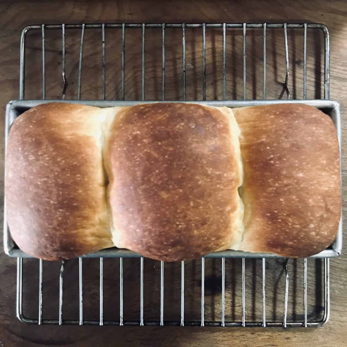  Baked shokupan milk bread still in pan sitting on wire rack