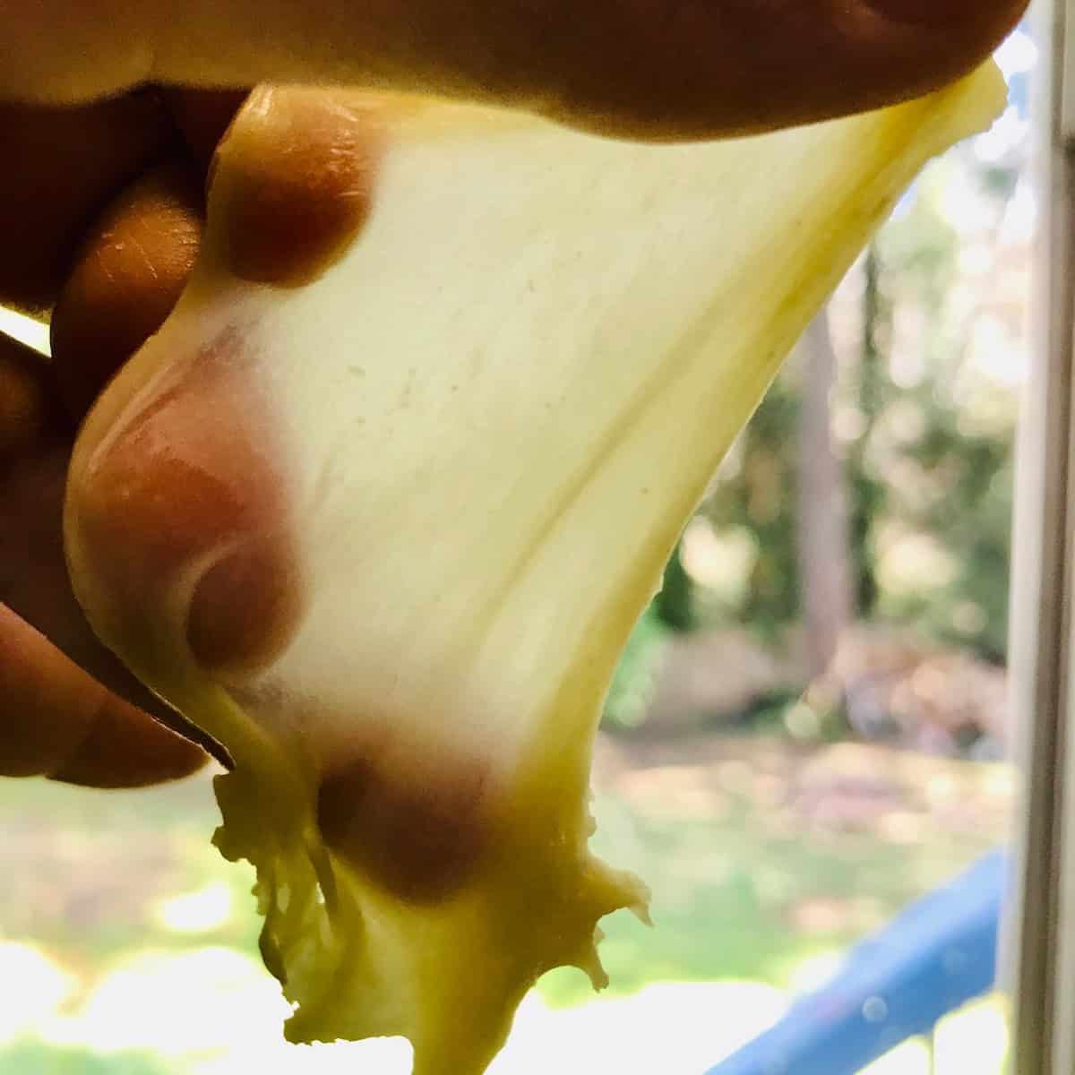 Dough stretched thin to show gluten development. 