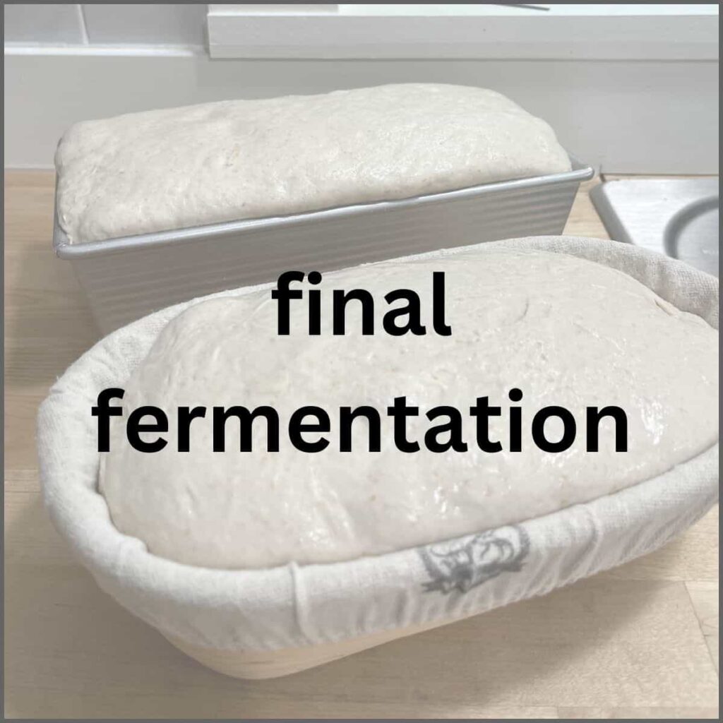 One dough in a pan and one dough in a proofing basket after putting it in the fridge.