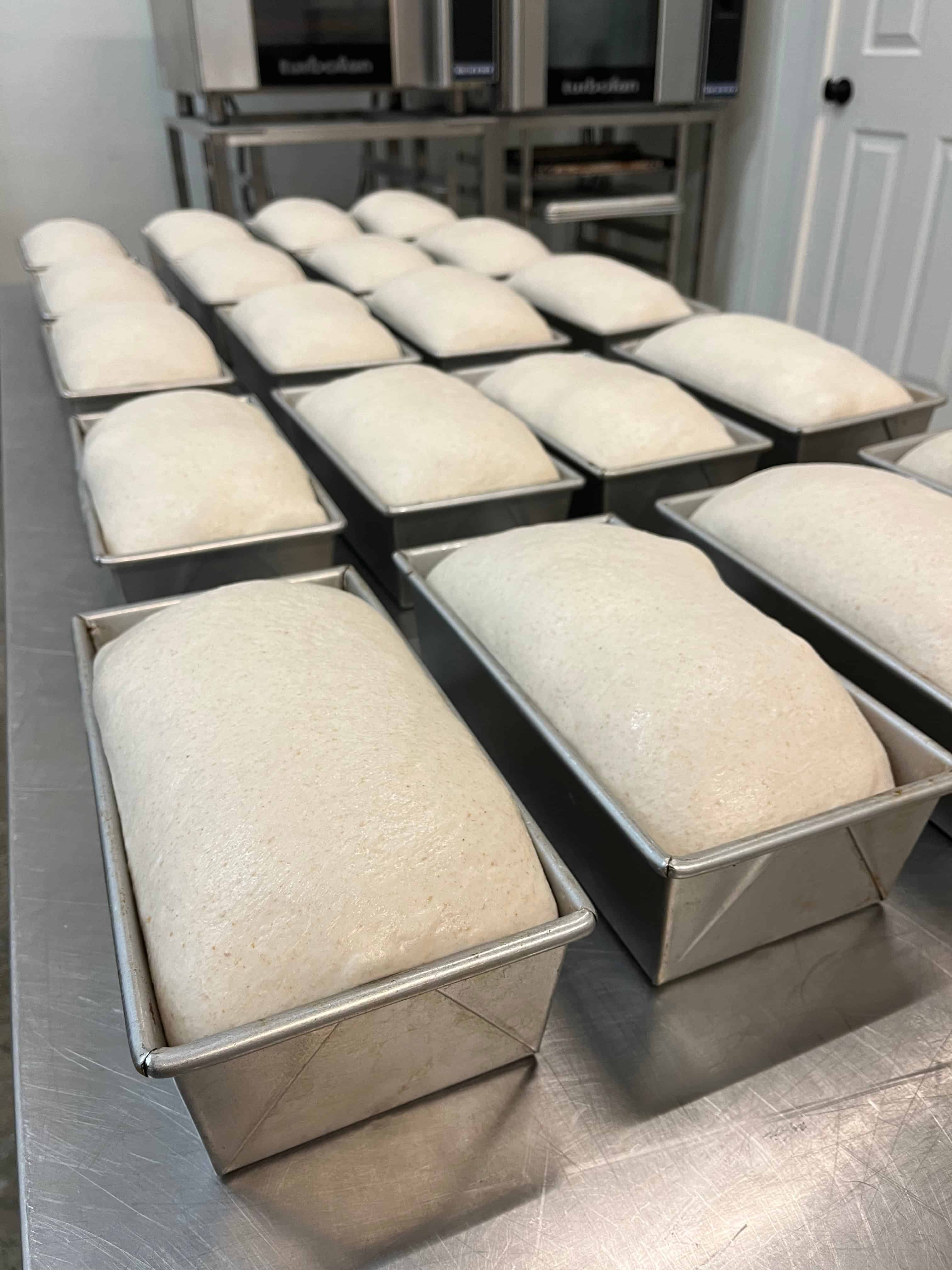 Dough in tins, made by weighing all the ingredients, produces consistent loaves.